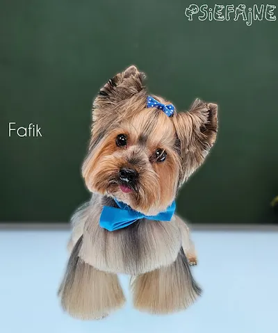 Psiefajne Miejsce-Patrycja Tylicka